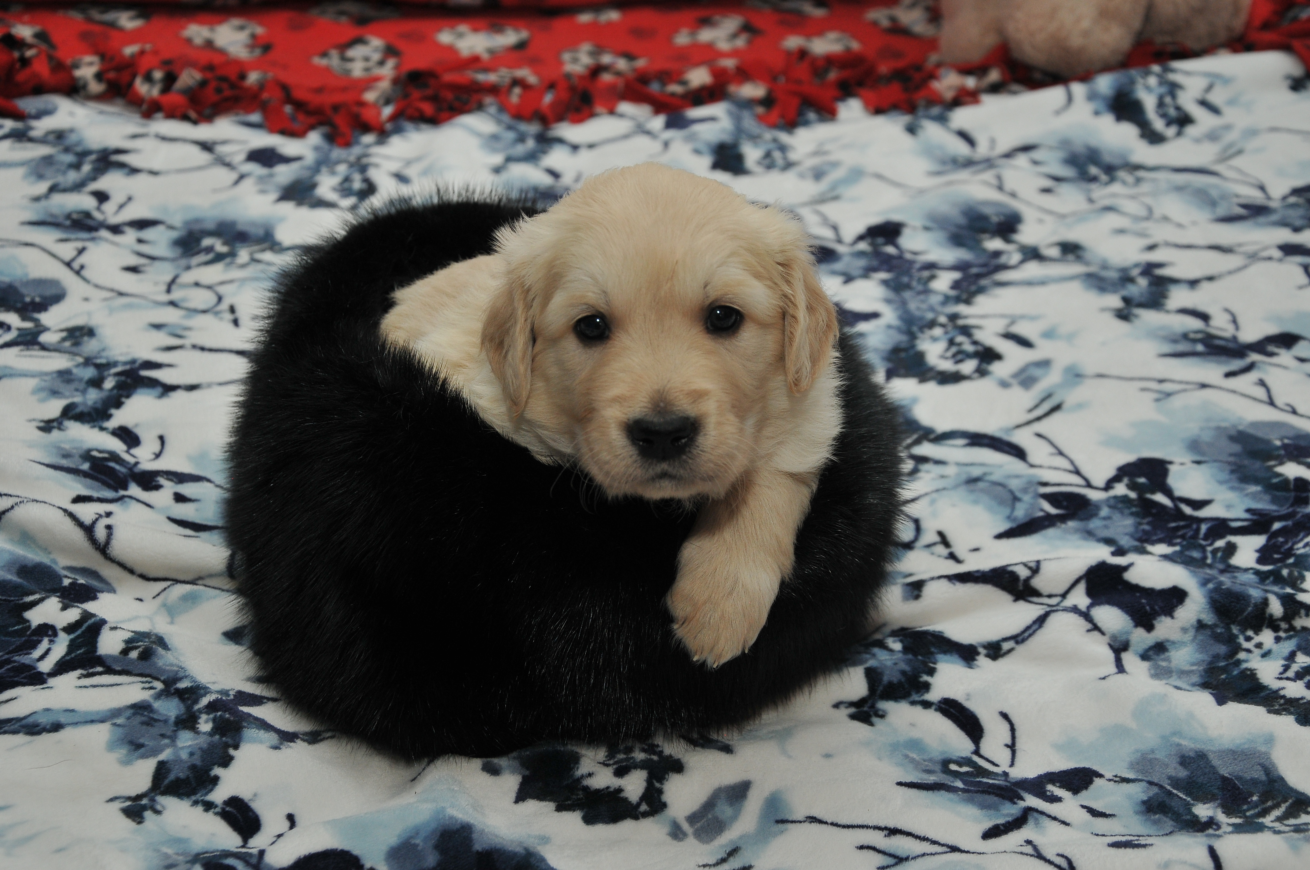 First photo of Angel, a cute Golden Retriever puppy.